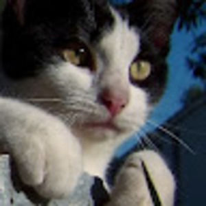 Meet your Posher, Jae